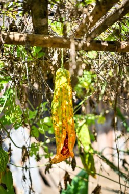 Ağaçta olgun kavun. Momordica charantia