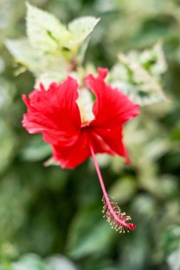 Bahçedeki kırmızı amber çiçekleri