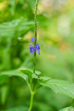 Horsewhip ya da Stachytarpheta jamaicensis, Endonezya 'da yaşayan vahşi bir bitki türü.