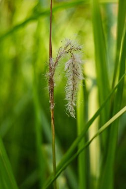 Çayırda Reed çiçekleri
