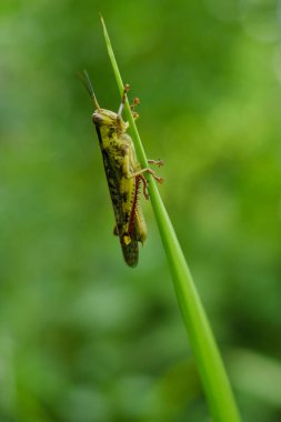 Yeşil çekirgeler yaprakların üzerine tünemiş. Valanga nigricornis