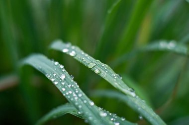 Su damlalı yeşil yapraklar