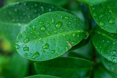 Su damlalı yeşil yapraklar