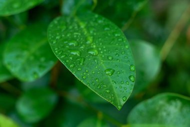 Su damlalı yeşil yapraklar