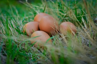 Çimlerin üzerinde tavuk yumurtası