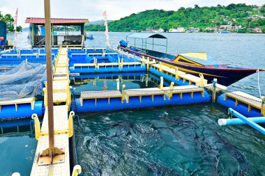 Endonezya, Ambon Körfezi 'nde deniz balığı çiftliği için yüzen kafesler.