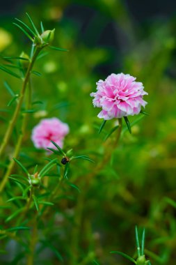 Bahçede gül aromalı veya gül yosunlu. Portekiz ihtişamı