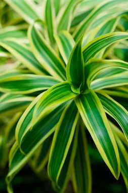 Taze Dracaena reflekslerinin arka planı