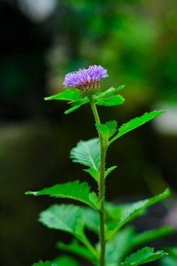 Centratherum punctatum çiçeği bahçede.