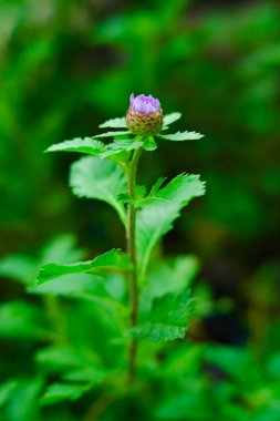 Centratherum punctatum çiçeği bahçede.