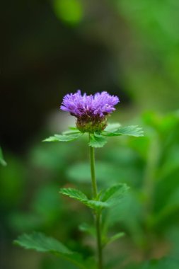 Centratherum punctatum çiçeği bahçede.
