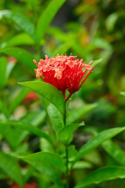 Ixora chinensis flowers in the garden clipart