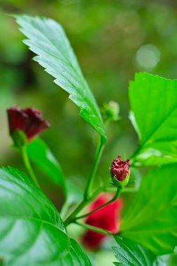 Bahçede Hibiscus çiçekleri. Hibiscus rosa sinensis