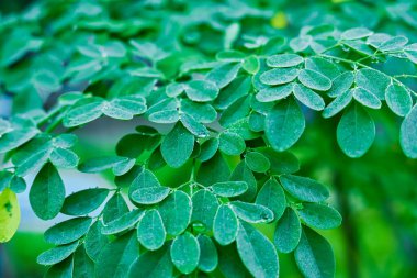 Taze Moringa sabah ayrılıyor.