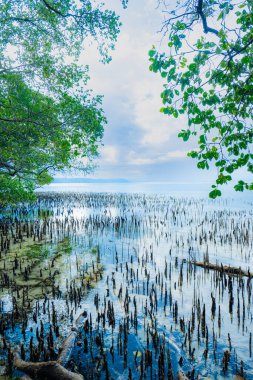 Mangrove Sahili manzarası