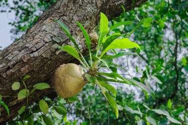 Myrmecodia platyrea. Karınca yuvası, Güneydoğu Asya kökenli epifitik myrmecophyte bitkilerinin bir cinsi olan myrmecodia cinsi için kullanılan Endonezya kökenli bir terimdir.