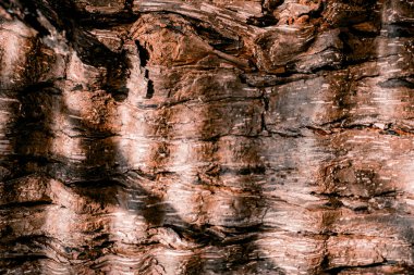 Ağaç kabuğu doku doğal arka plan