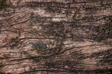 ahşap tahta yüzey arkaplan dokusu