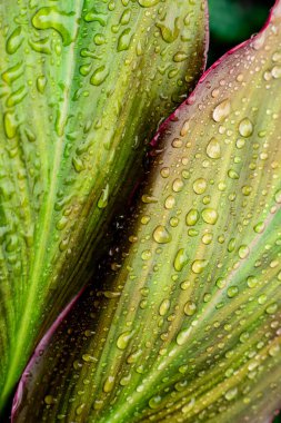 Taze Cordyline fruticosa yaprakları yağmur damlalarıyla kaplı