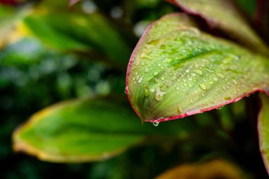 Taze Cordyline fruticosa yaprakları yağmur damlalarıyla kaplı