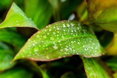 Taze Cordyline fruticosa yaprakları yağmur damlalarıyla kaplı