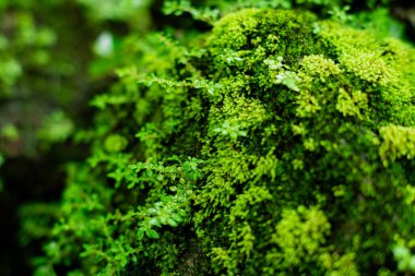 Taze yosunlar kayalarda yetişiyor.