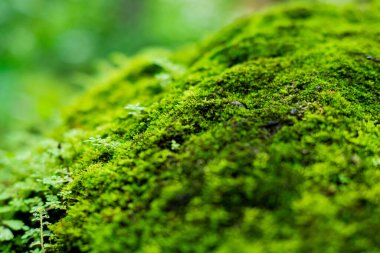 Taze yosunlar kayalarda yetişiyor.