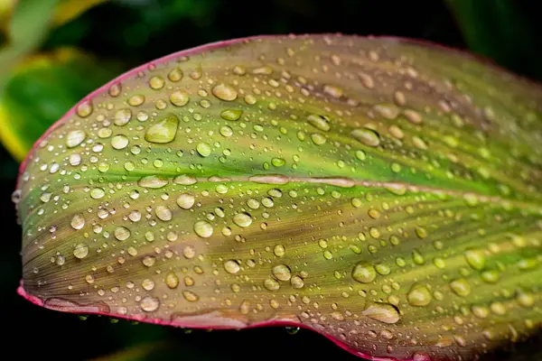 Taze Cordyline fruticosa yaprakları yağmur damlalarıyla kaplı