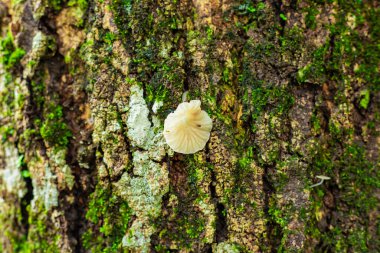 Yosunlu ağaç gövdesinde küçük mantarlar