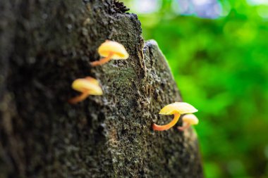 Yosunlu ağaç gövdesinde küçük mantarlar