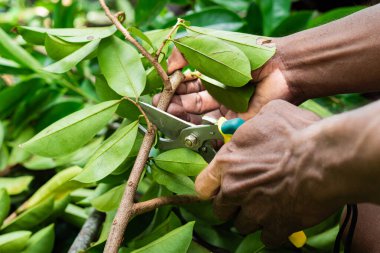 Birisi budama makası kullanarak küçük bir ağaç dalını buduyor.