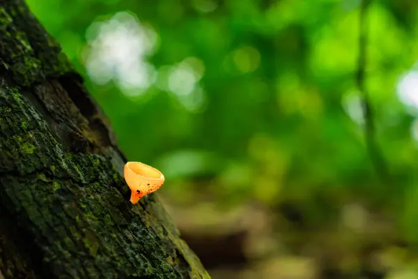 stock image Cup-shaped bright red mushroom, Cookeina Sulcipes