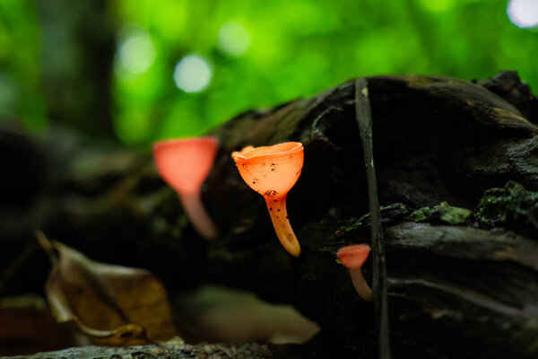 Cup-shaped bright red mushroom, Cookeina Sulcipes