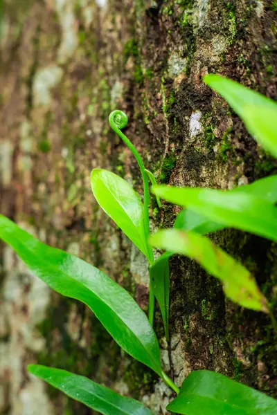 stock image Tree trunk covered with ferns