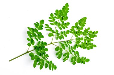Moringa oleifera. Moringa yaprakları beyaz arkaplanda