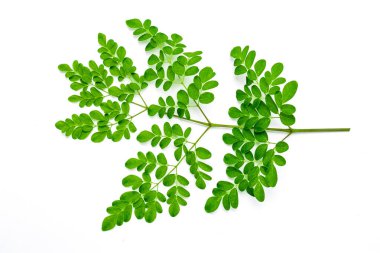 Moringa oleifera. Moringa yaprakları beyaz arkaplanda