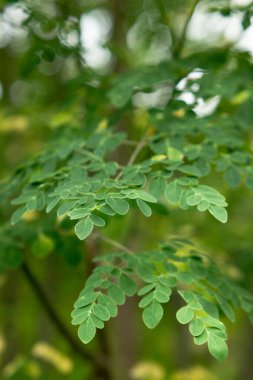 Moringa Yaprakları. Doğal yeşil arkaplan