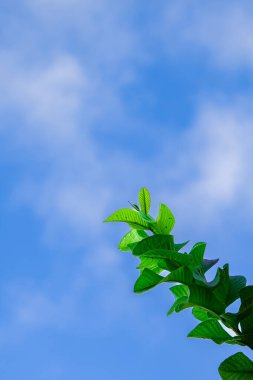 Yaprak bulutlu bir arka planda çekim yapar