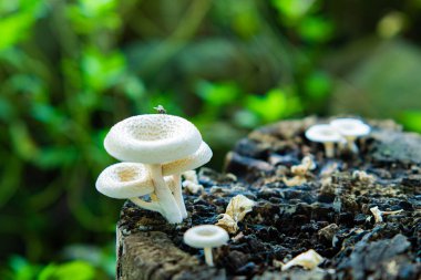 Lentinus squarrosulus fungus. This mushroom grows wild and is edible clipart
