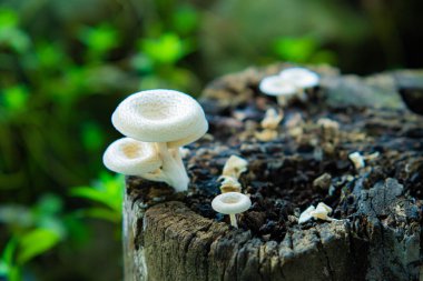 Lentinus karrosulus mantarı. Bu mantar vahşi ve yenilebilir.