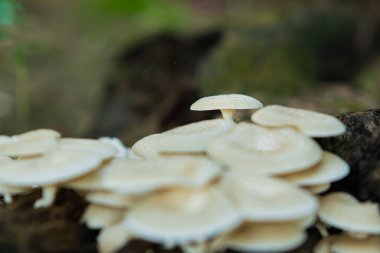 Lentinus squarrosulus fungus. This mushroom grows wild and is edible clipart