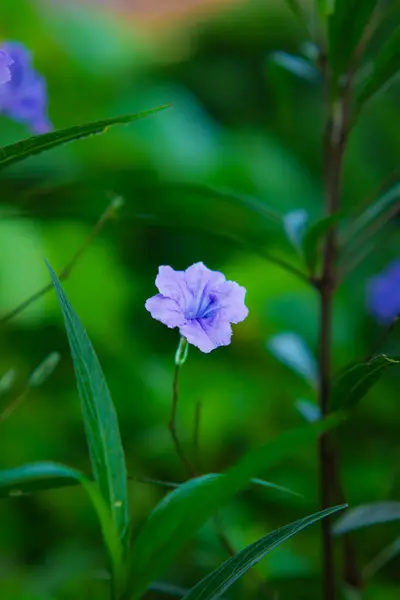 stock image Purple golden flowers in the garden. Ruellia Tuberosa L