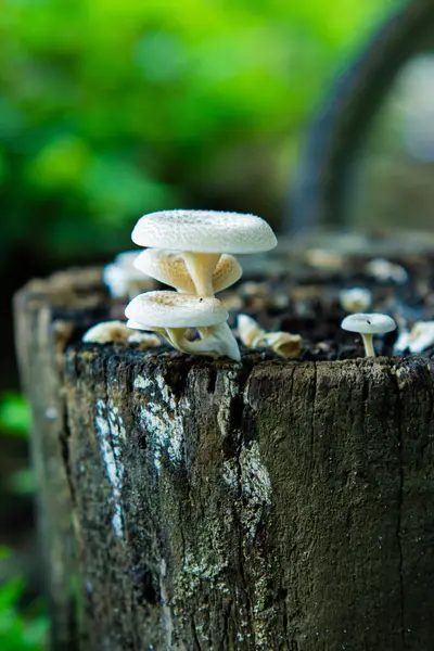 stock image Lentinus squarrosulus fungus. This mushroom grows wild and is edible