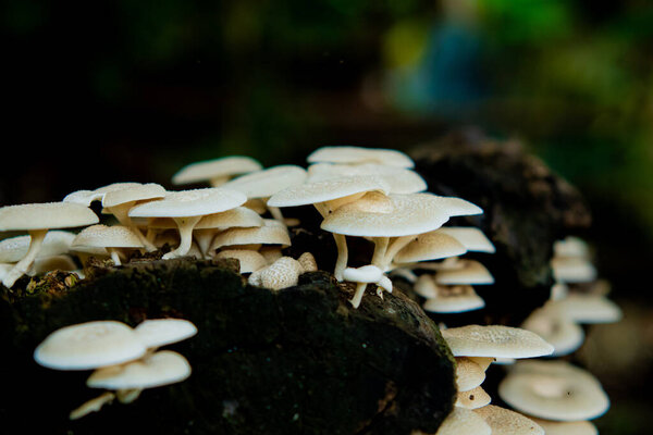 Lentinus squarrosulus fungus. This mushroom grows wild and is edible