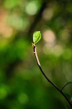Yaprak filizleri doğa yeşil bulanık arkaplan