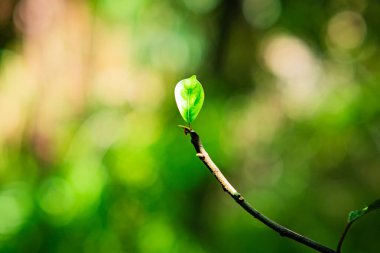 Yaprak filizleri doğa yeşil bulanık arkaplan
