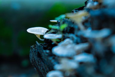 Lentinus karrosulus mantarı. Bu mantar vahşi ve yenilebilir.