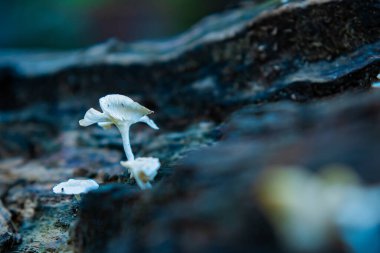 Lentinus karrosulus mantarı. Bu mantar vahşi ve yenilebilir.