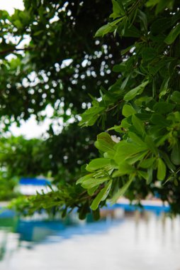 su yüzeyinde yeşil yaprakları