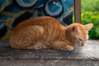 Bir kedi bankta uyuyor.